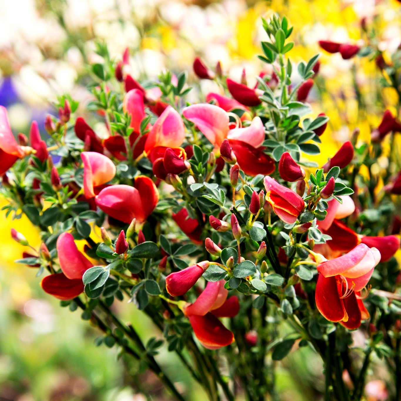 Besen-Ginster 'Roter Favorit' (Cytisus scoparius)