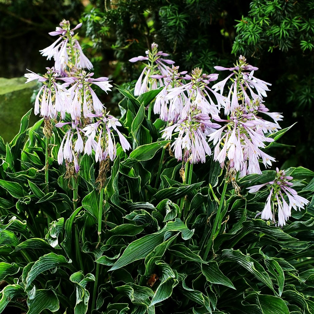 Betende Hände-Funkie 'Praying Hands' (Hosta x cult.)