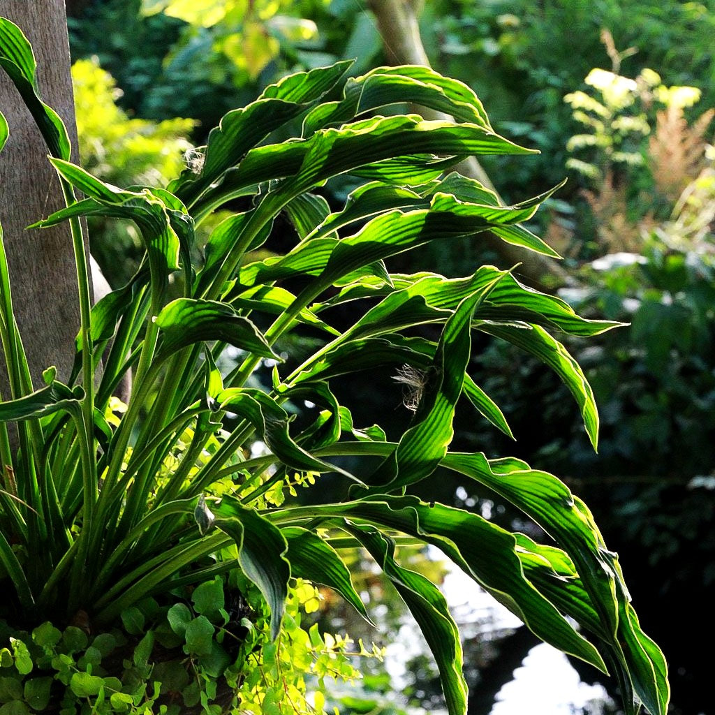 Betende Hände-Funkie 'Praying Hands' (Hosta x cult.)