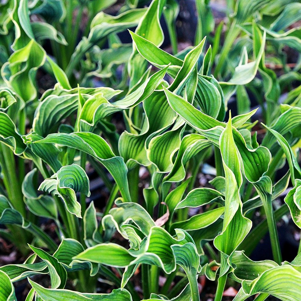 Betende Hände-Funkie 'Praying Hands' (Hosta x cult.)