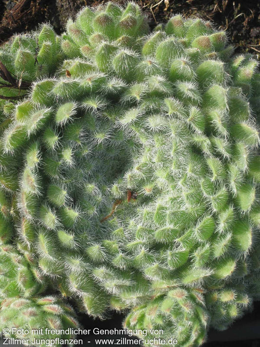 Bewimperte Kugel-Steinrose 'Borisii' (Sempervivum ciliosum)
