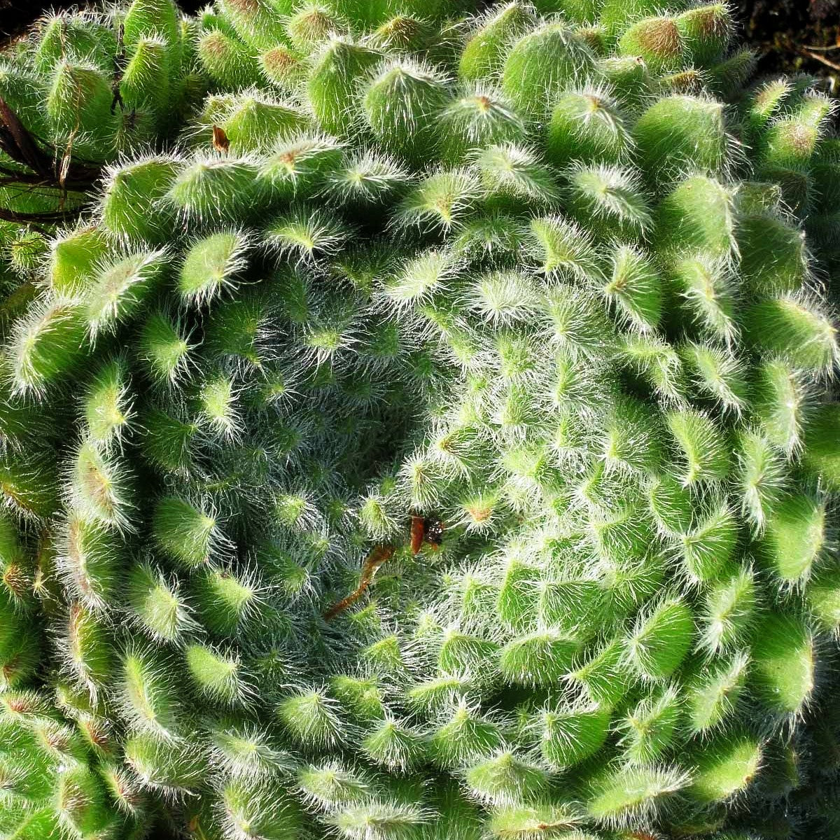 Bewimperte Kugel-Steinrose 'Borisii' (Sempervivum ciliosum)