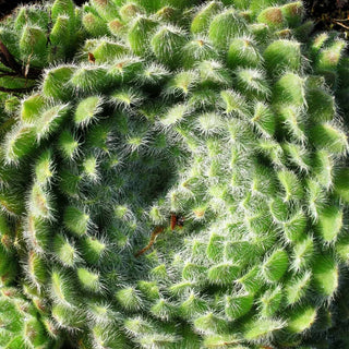 Bewimperte Kugel-Steinrose 'Borisii' (Sempervivum ciliosum)