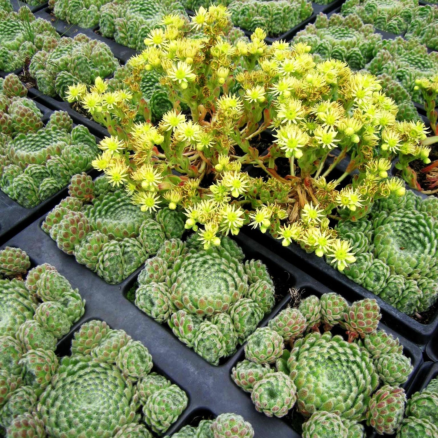 Bewimperte Kugel-Steinrose 'Borisii' (Sempervivum ciliosum)