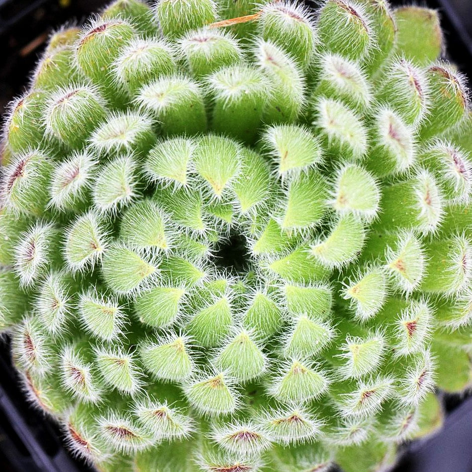 Bewimperte Kugel-Steinrose 'Borisii' (Sempervivum ciliosum)