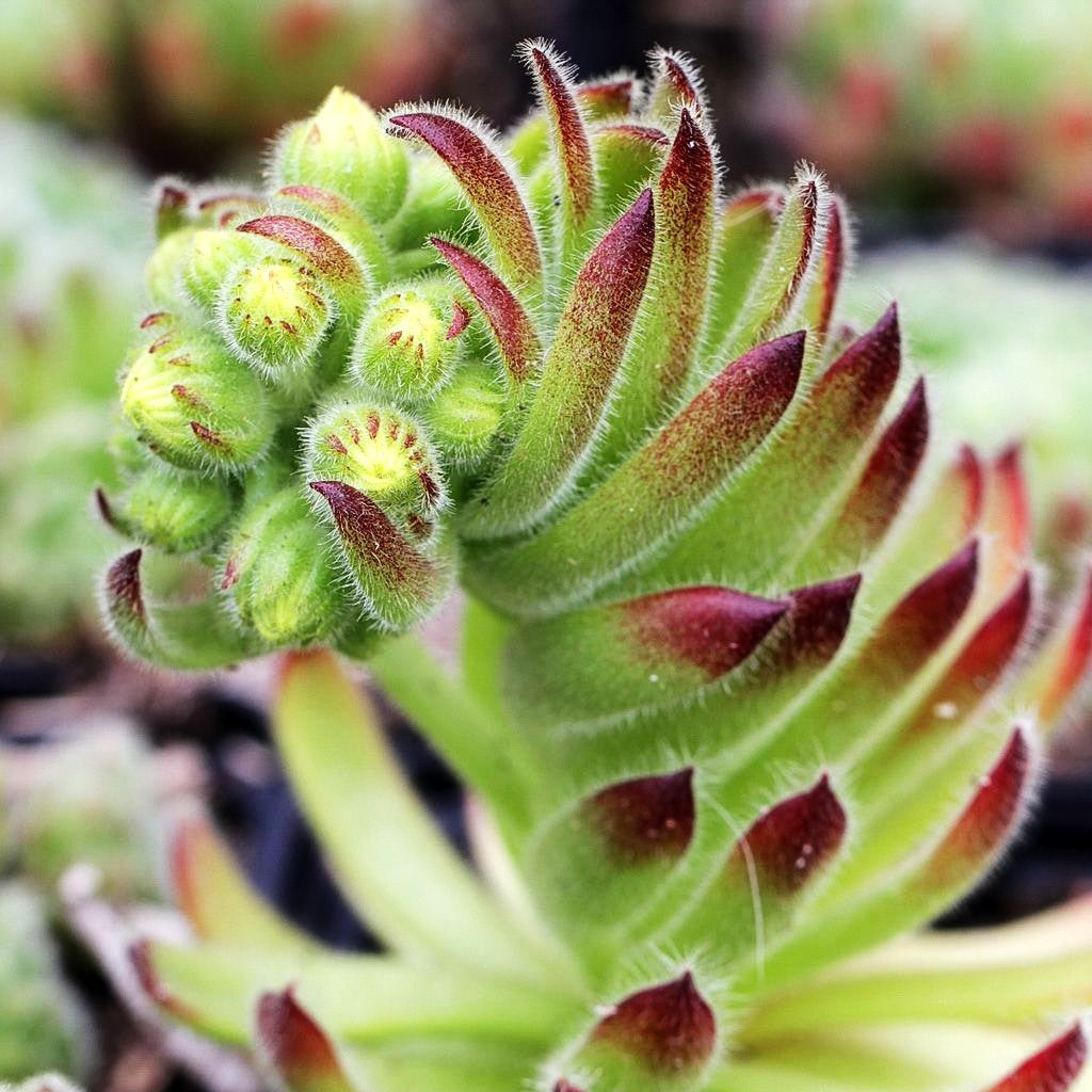Bewimperte Kugel-Steinrose 'Borisii' (Sempervivum ciliosum)