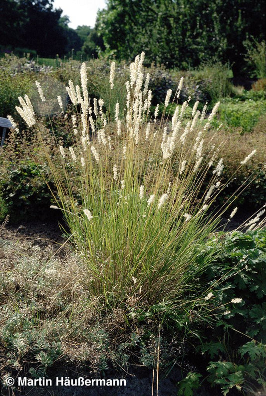 Bewimpertes Perlgras (Melica ciliata)