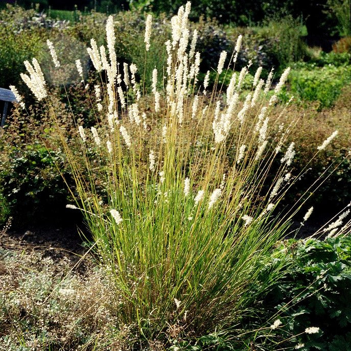 Bewimpertes Perlgras (Melica ciliata)