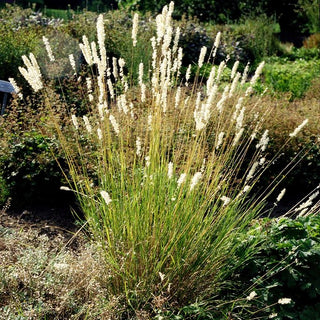 Bewimpertes Perlgras (Melica ciliata)