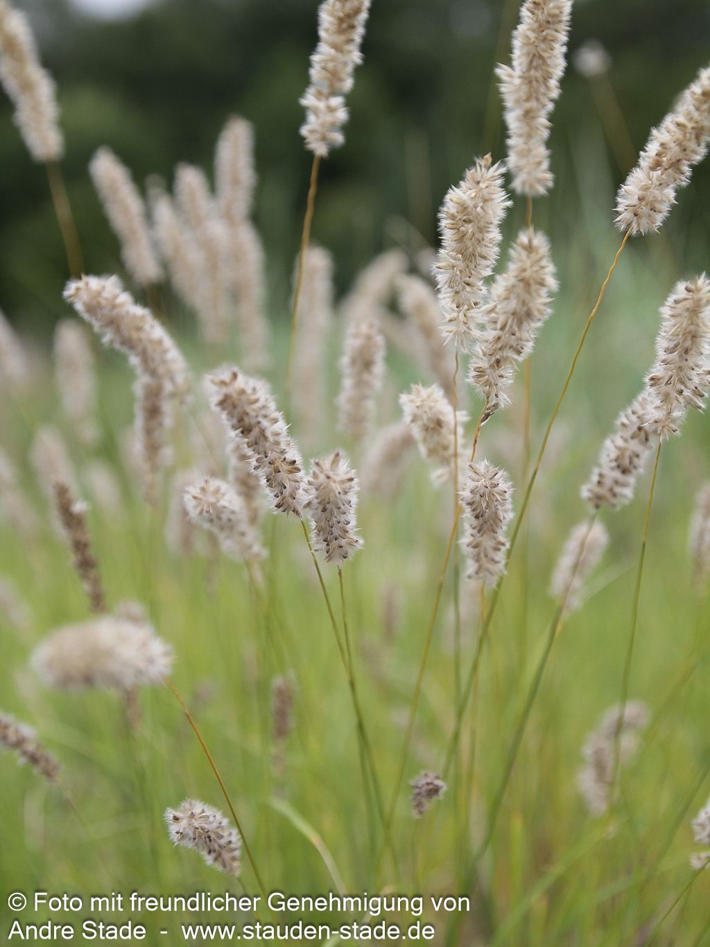 Bewimpertes Perlgras (Melica ciliata)