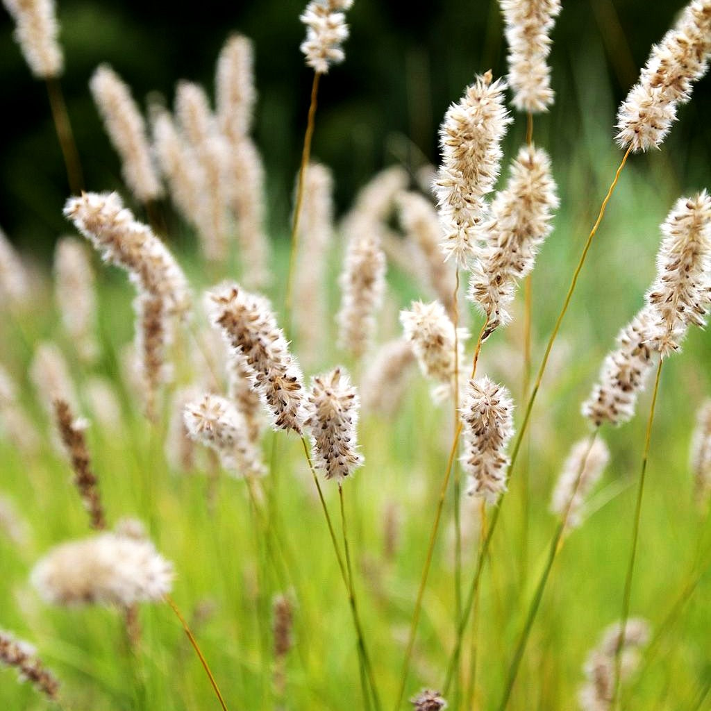 Bewimpertes Perlgras (Melica ciliata)