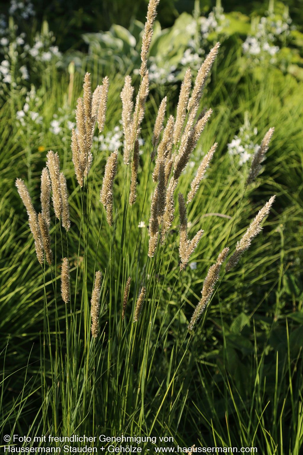 Bewimpertes Perlgras (Melica ciliata)