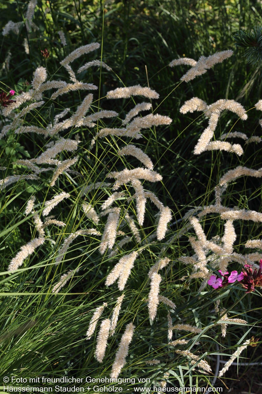 Bewimpertes Perlgras (Melica ciliata)