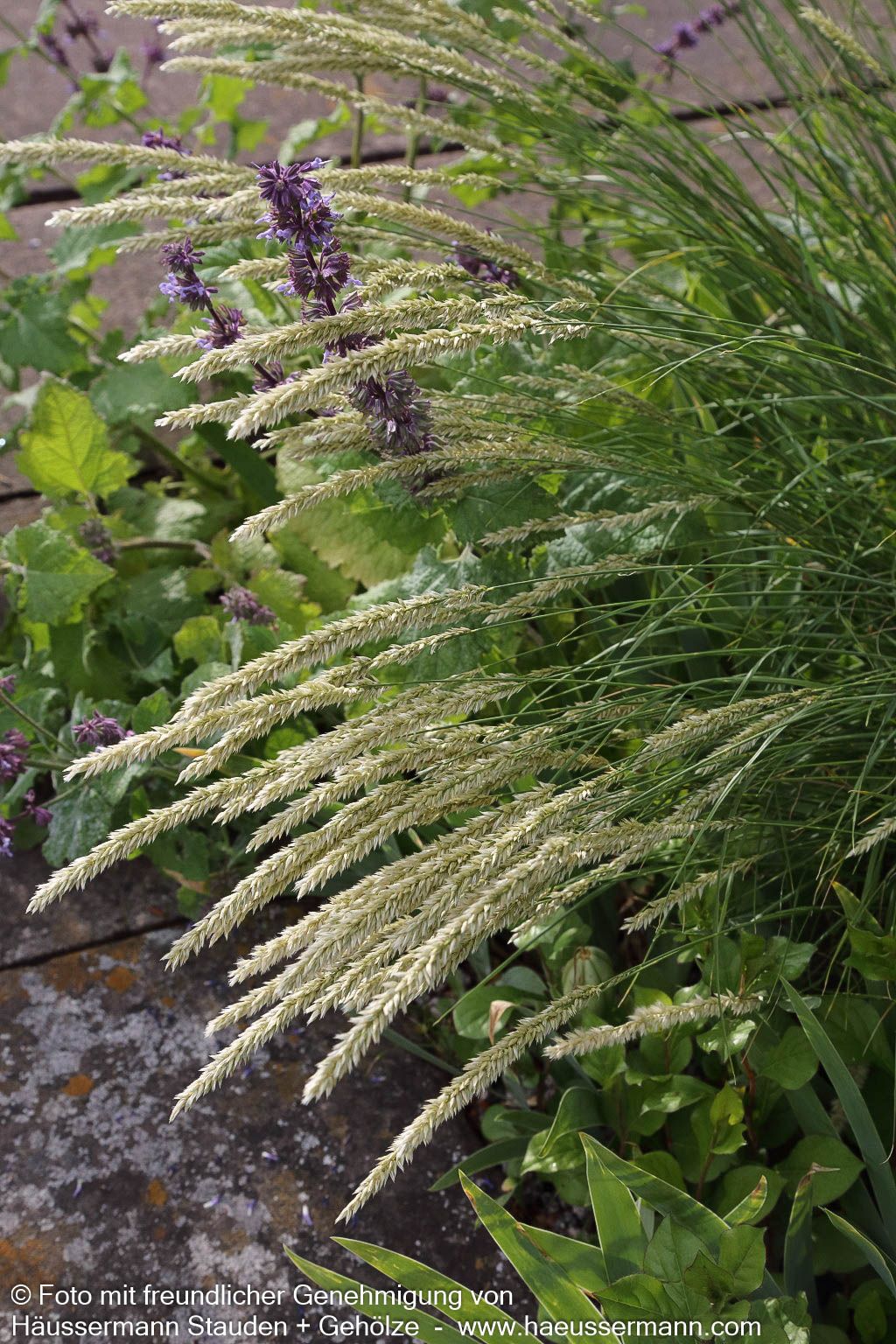 Bewimpertes Perlgras (Melica ciliata)