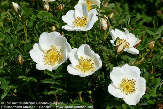 Bibernell-Rose (Rosa pimpinellifolia)