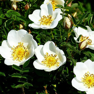 Bibernell-Rose (Rosa pimpinellifolia)