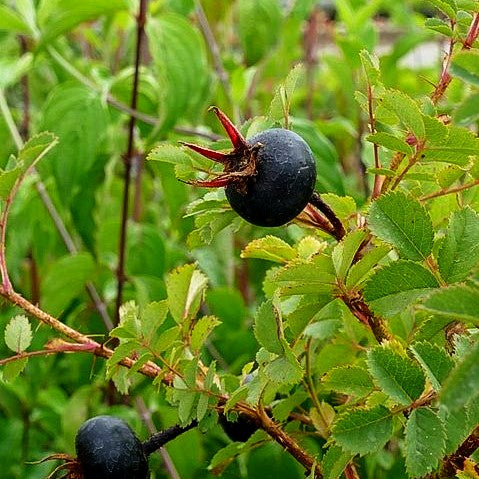Bibernell-Rose (Rosa pimpinellifolia)