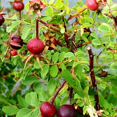 Bibernell-Rose (Rosa pimpinellifolia)