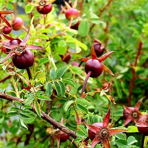 Bibernell-Rose (Rosa pimpinellifolia)