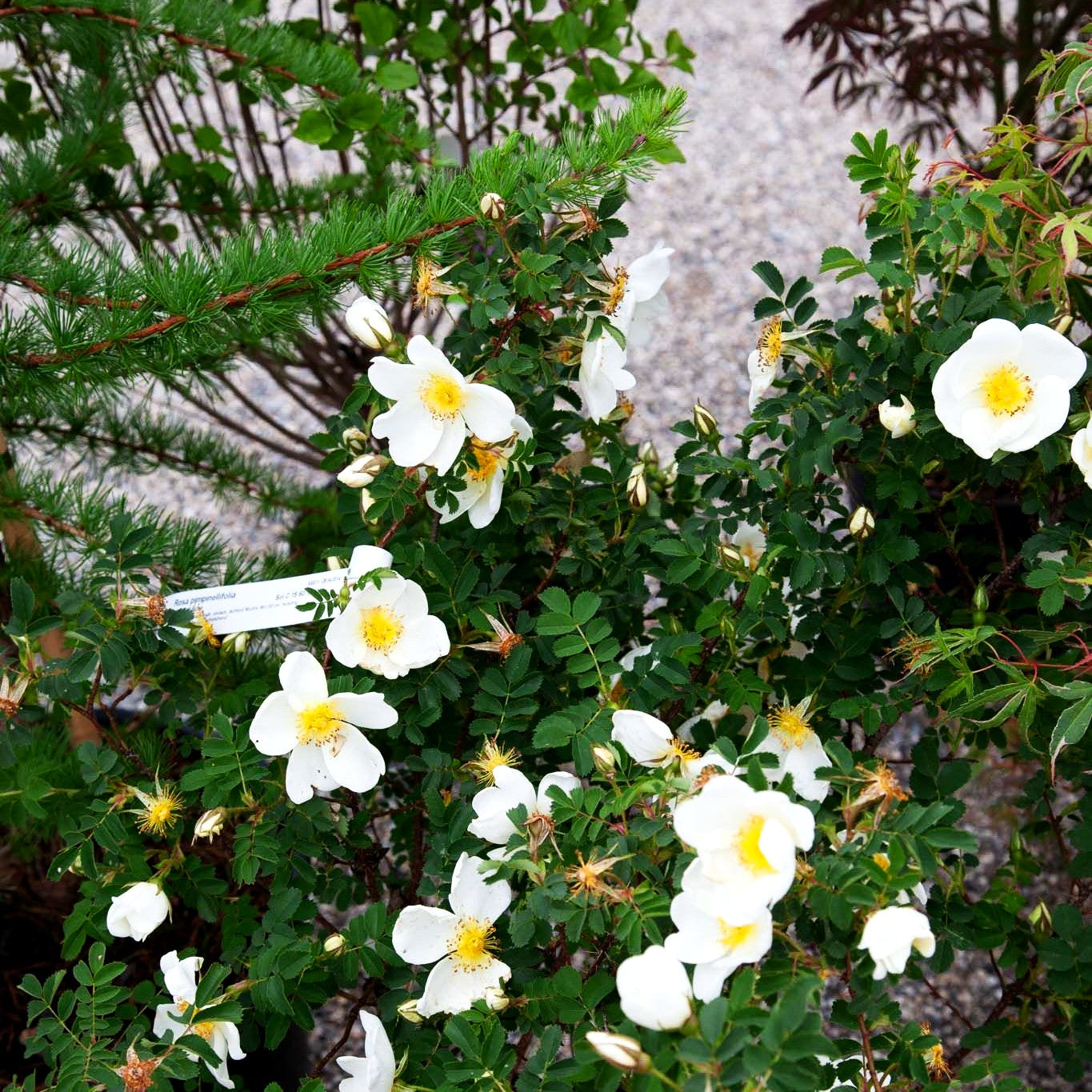 Bibernell-Rose (Rosa pimpinellifolia)