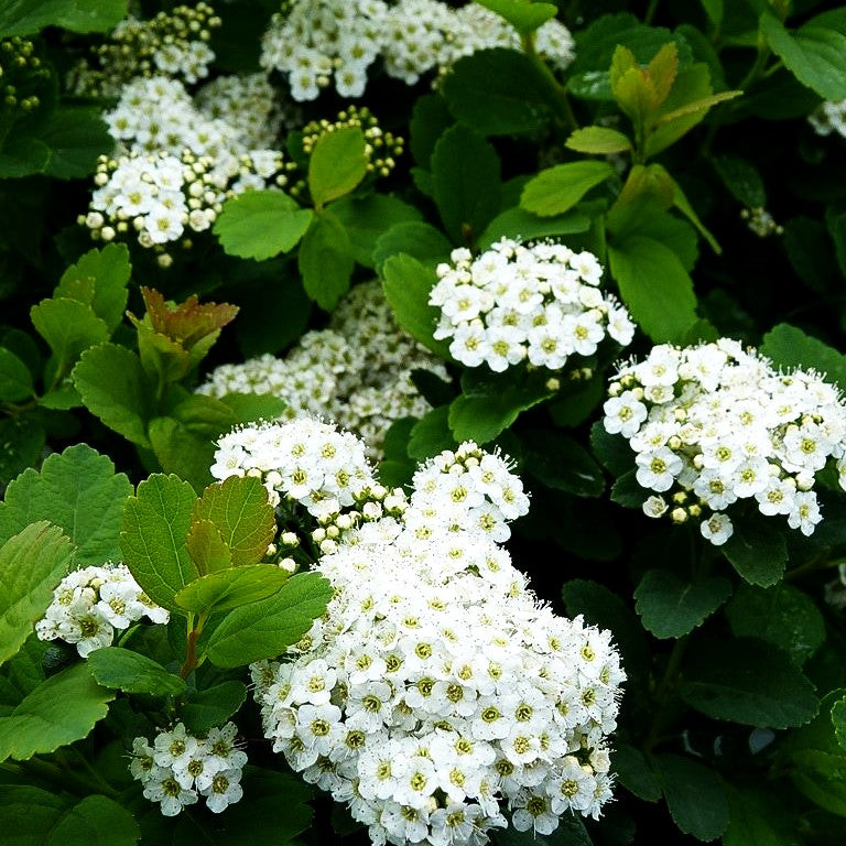 Birkenblättrige Zwerg-Spiere (Spiraea betulifolia)
