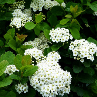 Birkenblättrige Zwerg-Spiere (Spiraea betulifolia)