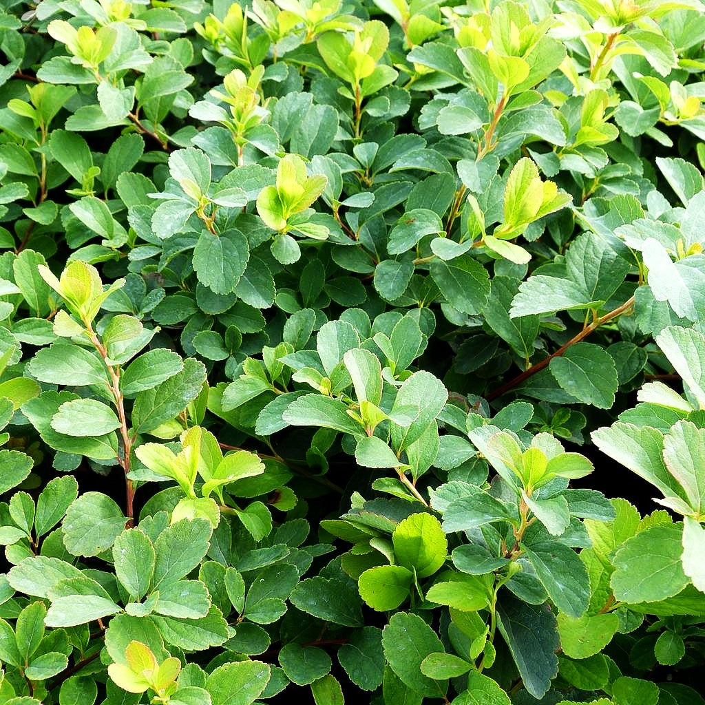 Birkenblättrige Zwerg-Spiere (Spiraea betulifolia)