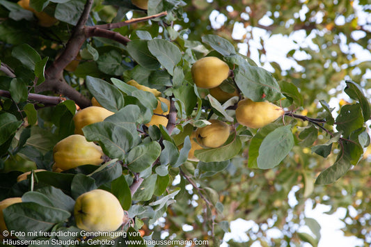 Birnen-Quitte 'Bereczki-Birnenquitte' (Cydonia)