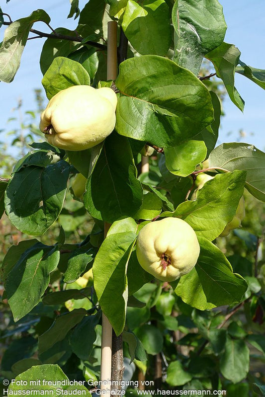 Birnen-Quitte 'Cydora Robusta' (Cydonia)