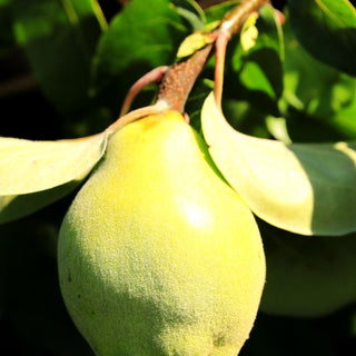 Birnen-Quitte 'Cydora Robusta' (Cydonia)