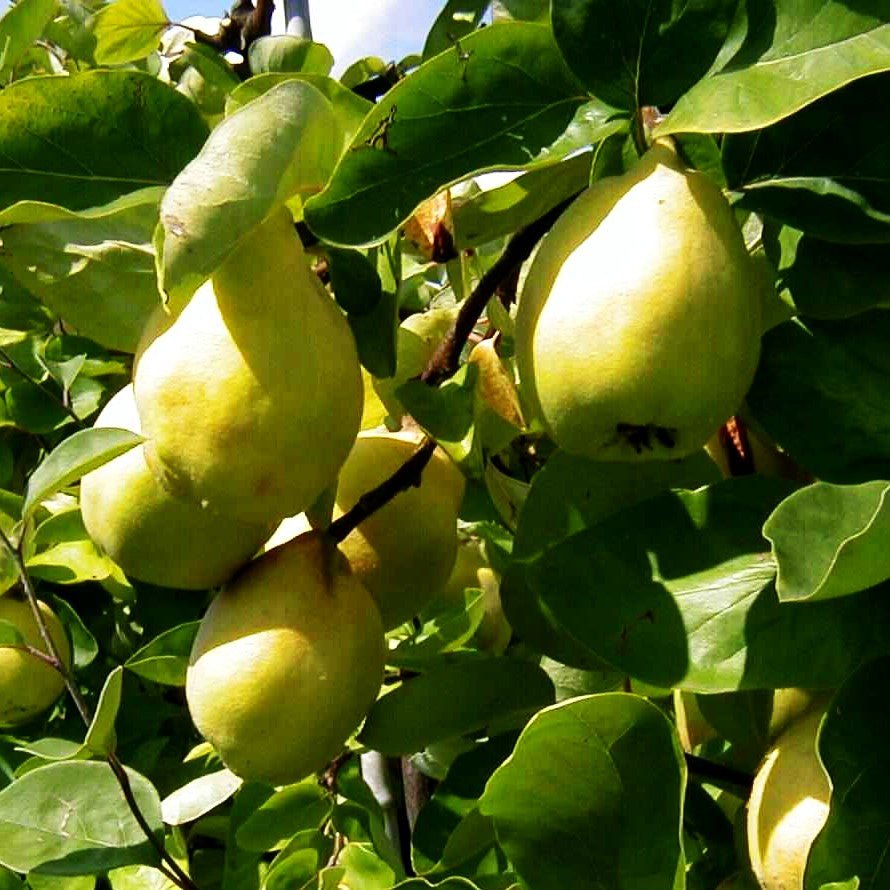 Birnen-Quitte 'Cydora Robusta' (Cydonia)