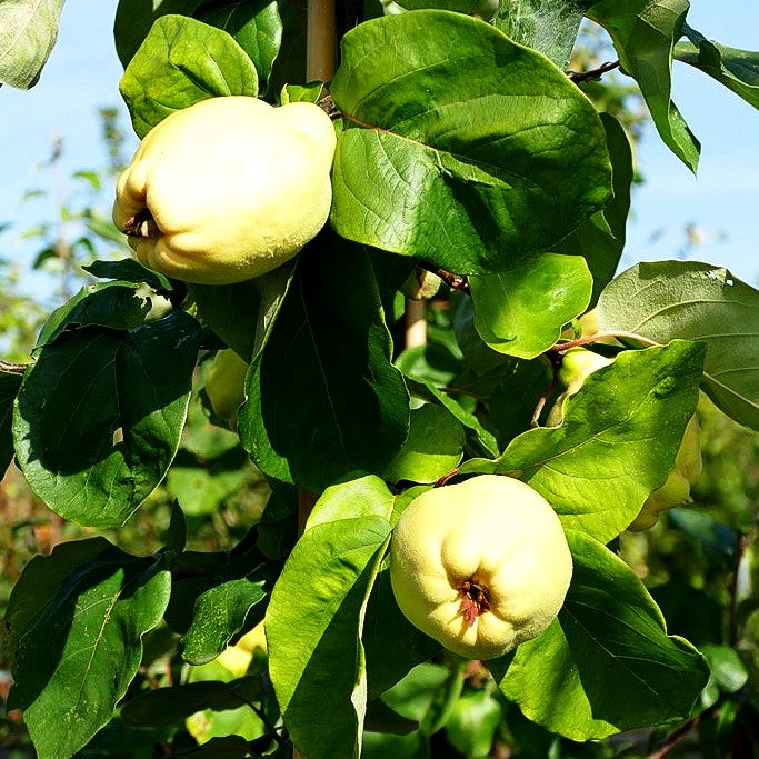 Birnen-Quitte 'Cydora Robusta' (Cydonia)