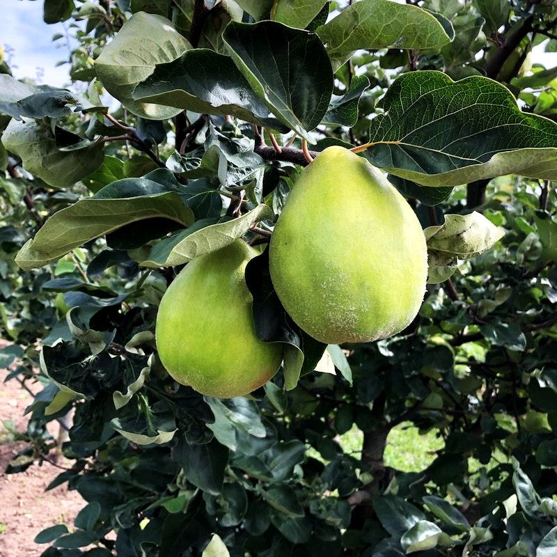 Birnen-Quitte 'Cydora Robusta' (Cydonia)
