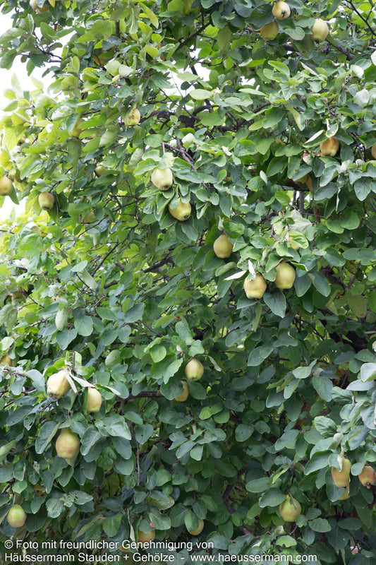 Birnen-Quitte 'Portugiesische' (Cydonia)