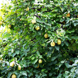 Birnen-Quitte 'Portugiesische' (Cydonia)