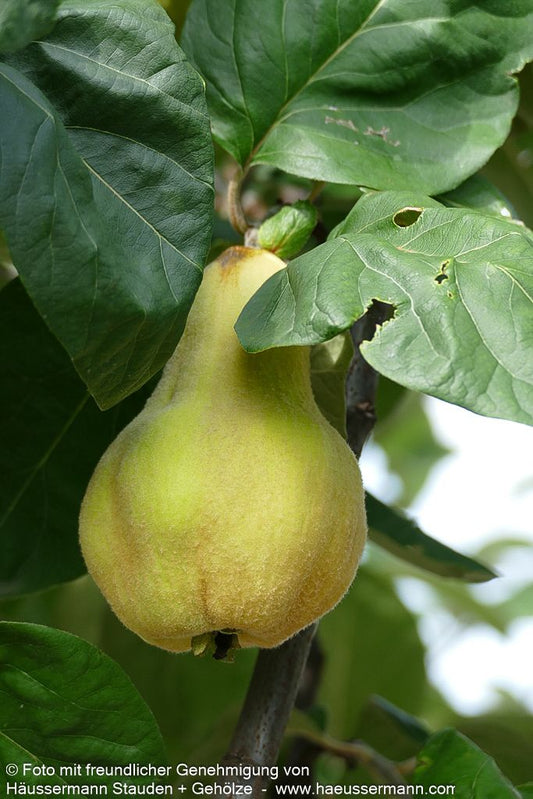 Birnen-Quitte 'Vranja' (Cydonia)