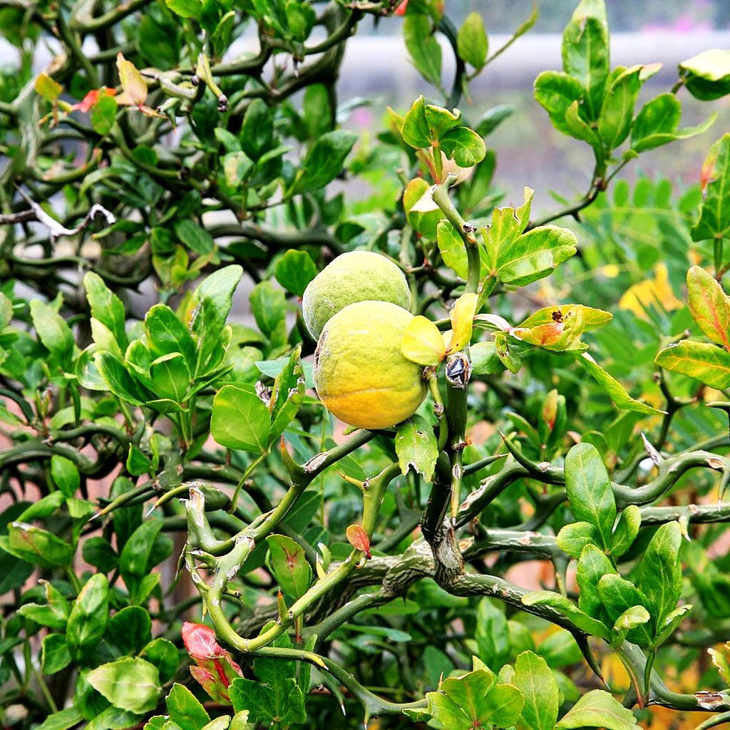 Bitterorange (Poncirus trifoliata)