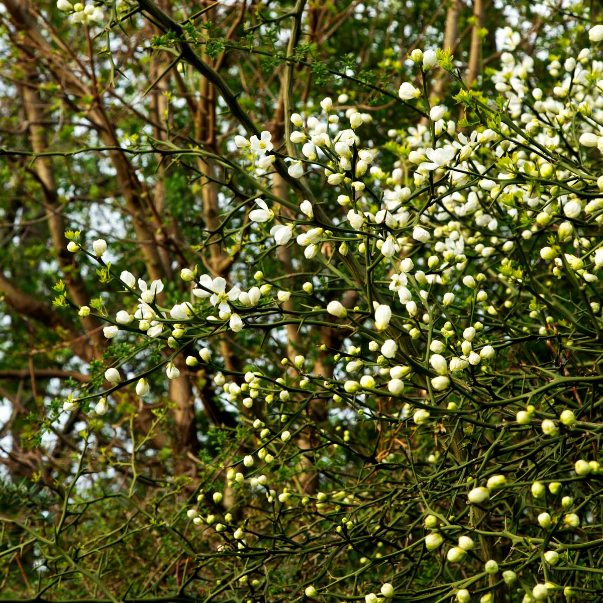 Bitterorange (Poncirus trifoliata)