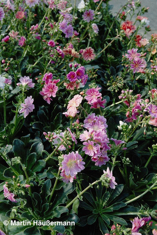 Bitterwurz (Lewisia cotyledon)