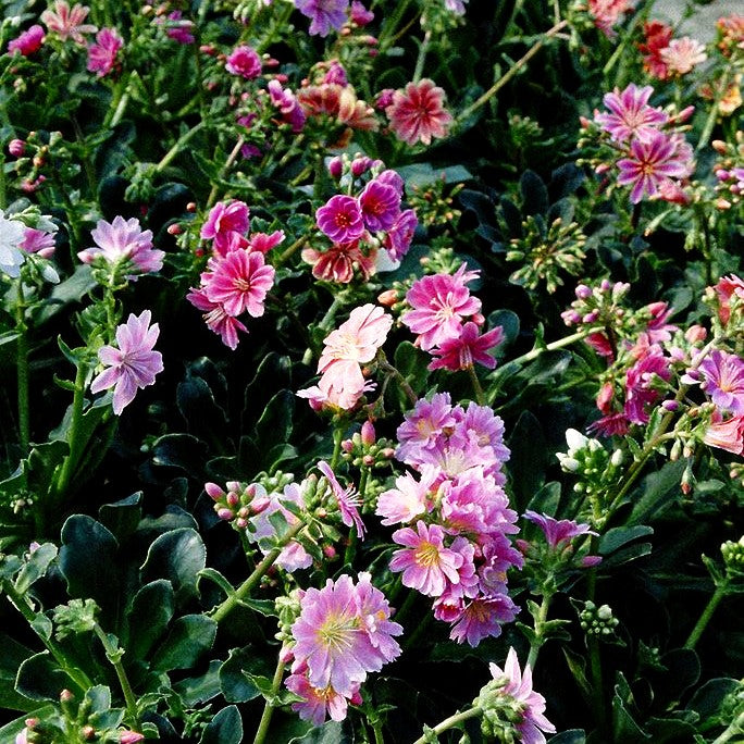 Bitterwurz (Lewisia cotyledon)