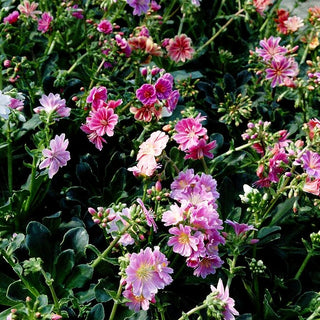Bitterwurz (Lewisia cotyledon)