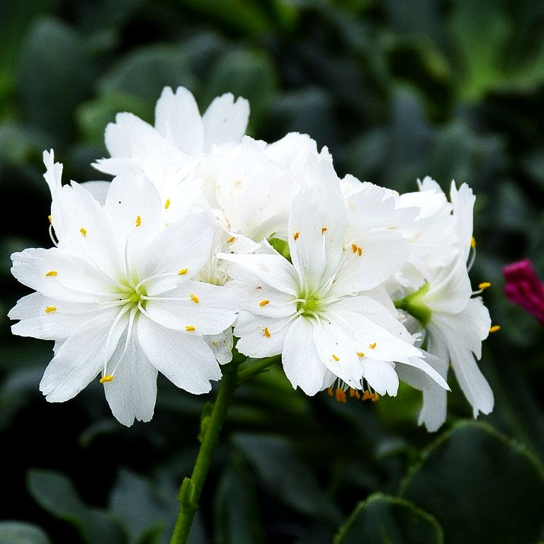 Bitterwurz (Lewisia cotyledon)