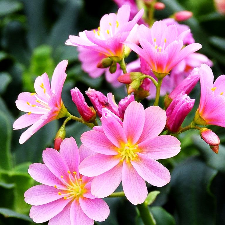 Bitterwurz (Lewisia cotyledon)