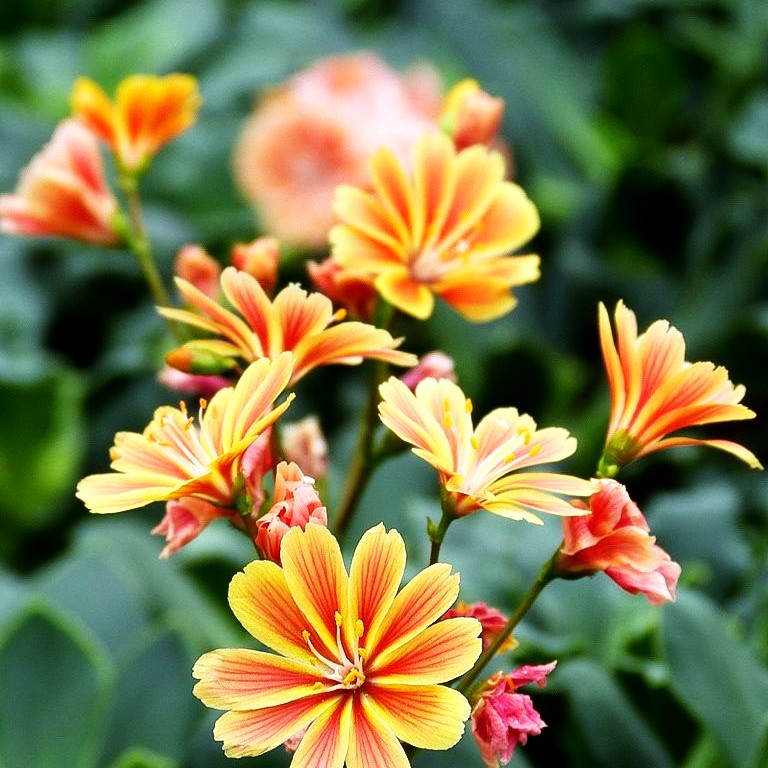 Bitterwurz (Lewisia cotyledon)