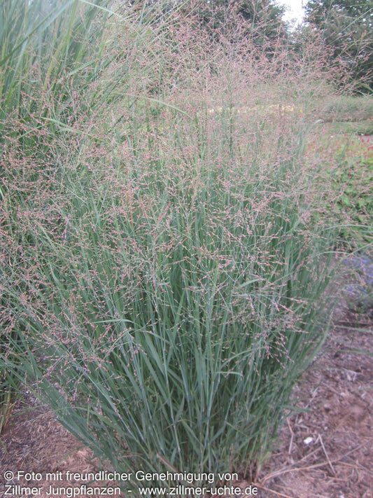 Bläuliche Ruten-Hirse 'Heavy Metal' (Panicum virgatum)