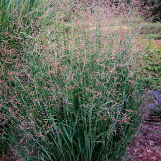 Bläuliche Ruten-Hirse 'Heavy Metal' (Panicum virgatum)