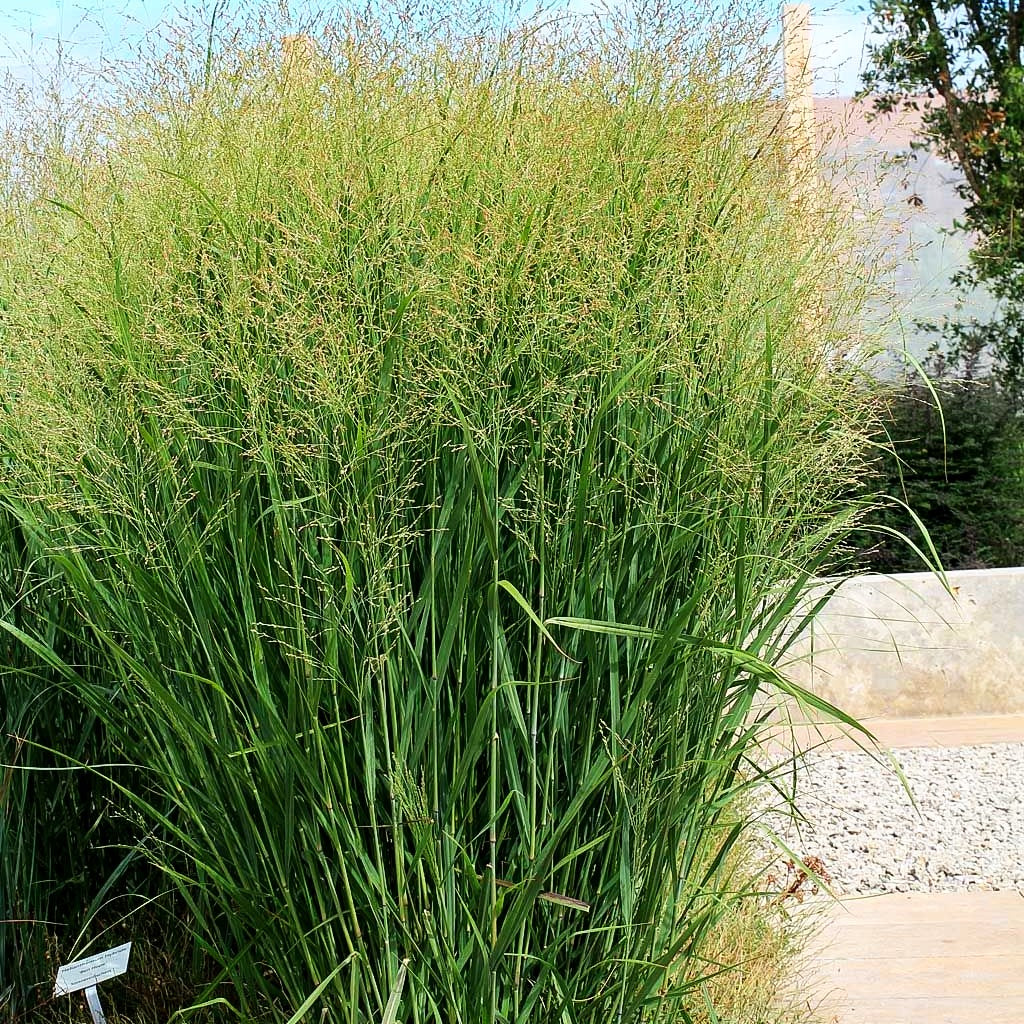 Bläuliche Ruten-Hirse 'Heavy Metal' (Panicum virgatum)