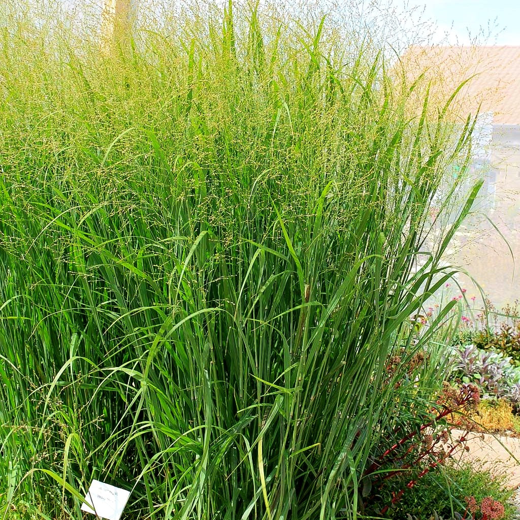 Bläuliche Ruten-Hirse 'Heavy Metal' (Panicum virgatum)