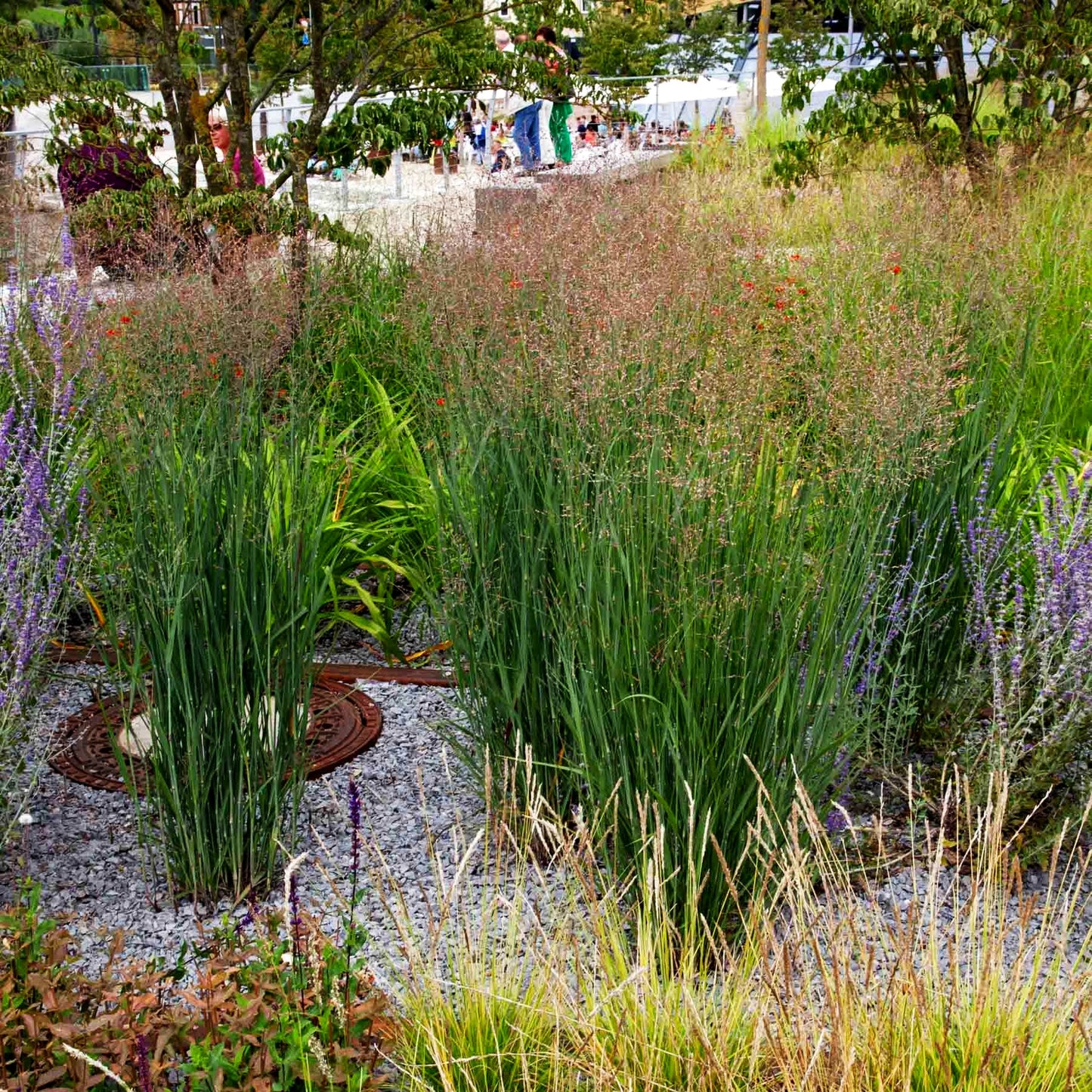Bläuliche Ruten-Hirse 'Heavy Metal' (Panicum virgatum)