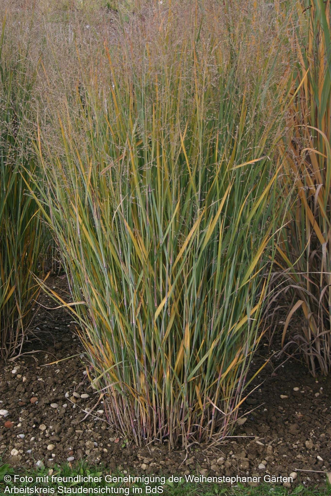 Bläuliche Ruten-Hirse 'Heavy Metal' (Panicum virgatum)